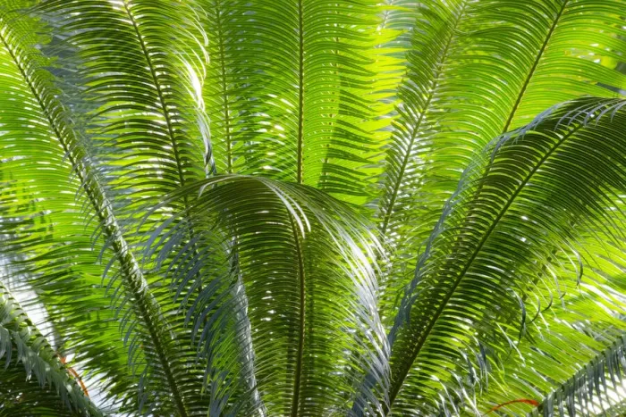 Framed Print : Close-up of the fronds of the Sago Palm Tree Framed Print : Close-up of the fronds of the Sago Palm Tree
