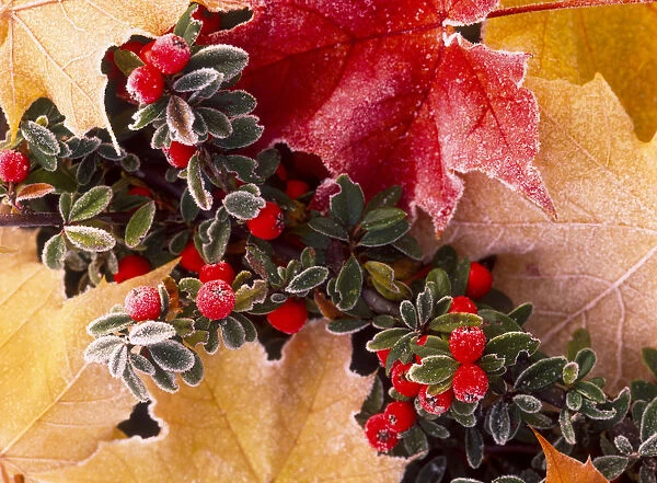 Close-up of frost-covered leaves and berries in autumn