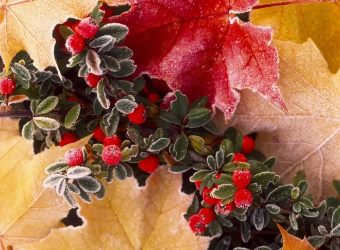 Framed Print : Close-up of frost-covered leaves and berries in autumn