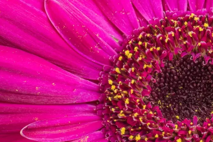 Framed Print : Close-up of a Gerber daisy showing center and petals with pollen Framed Print : Close-up of a Gerber daisy showing center and petals with pollen