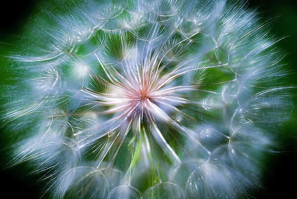 Close-up of the giant dandelion looking plant called salsify in Colorado