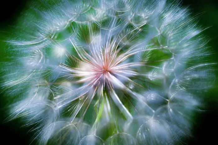 Framed Print : Close-up of the giant dandelion looking plant called salsify in Colorado Framed Print : Close-up of the giant dandelion looking plant called salsify in Colorado