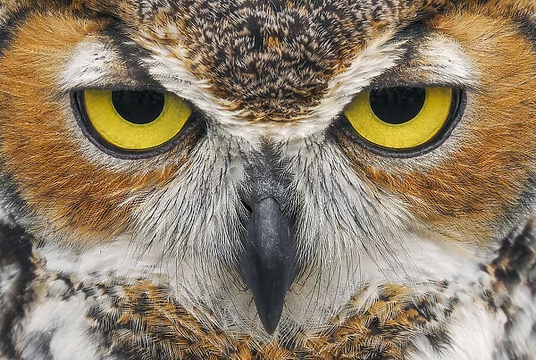 Close-up of Great horned owl