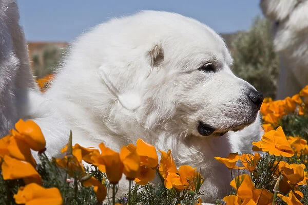 Close-up of a Great Pyrenees lying in a field of wild Poppy flowers at Antelope Valley