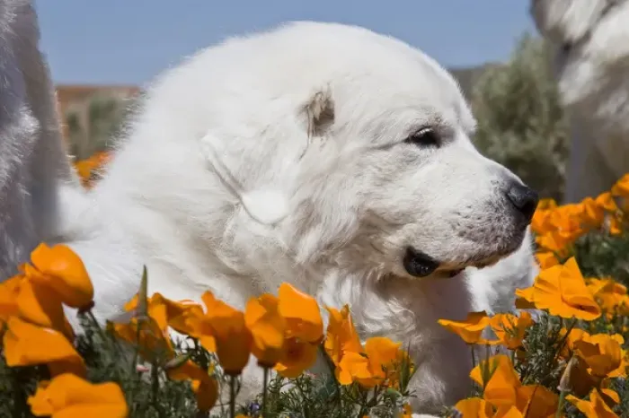 Framed Print : Close-up of a Great Pyrenees lying in a field of wild Poppy flowers at Antelope Valley Framed Print : Close-up of a Great Pyrenees lying in a field of wild Poppy flowers at Antelope Valley