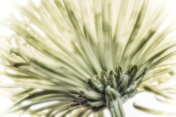 Close-up of a green chrysanthemum from behind. Digitally altered