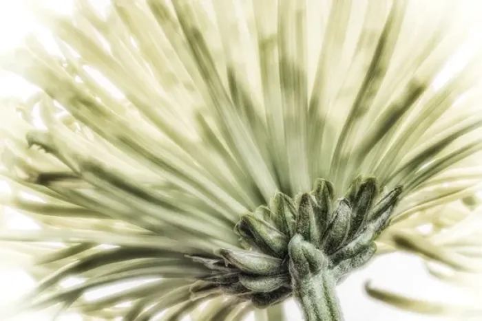 Framed Print : Close-up of a green chrysanthemum from behind. Digitally altered Framed Print : Close-up of a green chrysanthemum from behind. Digitally altered