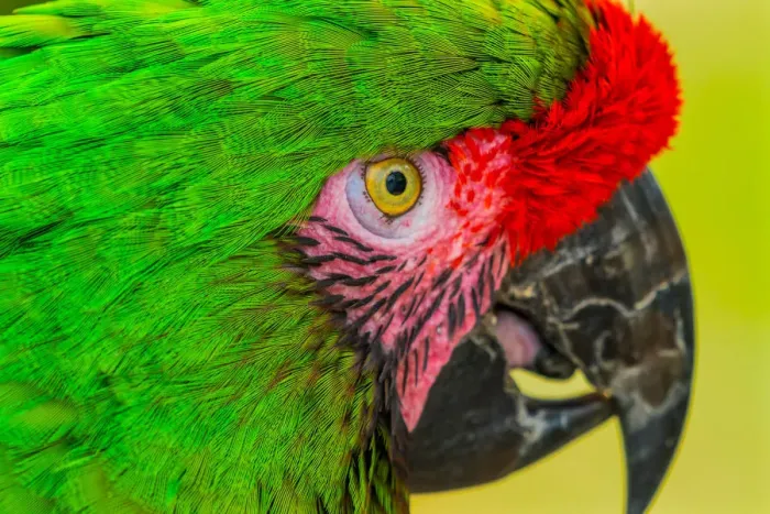 Framed Print : Close-up of green military macaw Framed Print : Close-up of green military macaw