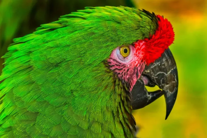 Framed Print : Close-up of green military macaw