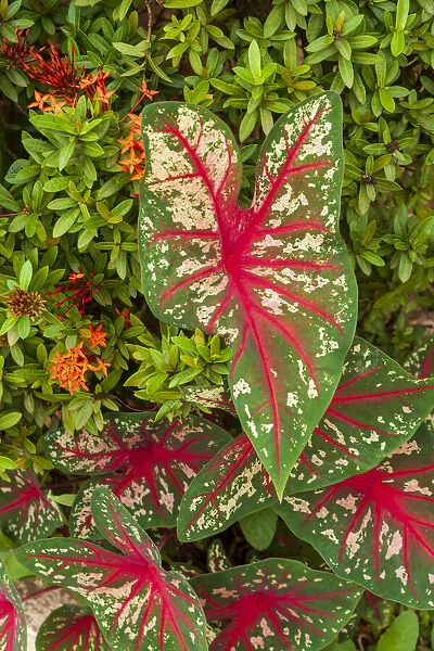 Close-up of green and red leaves of a Caladium bicolor
