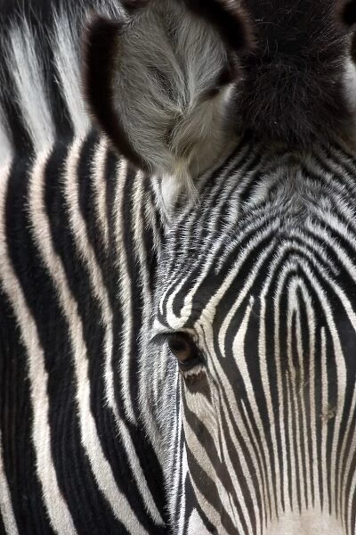 Close-up of a Grevys Zebra at the Sacramento Zoo
