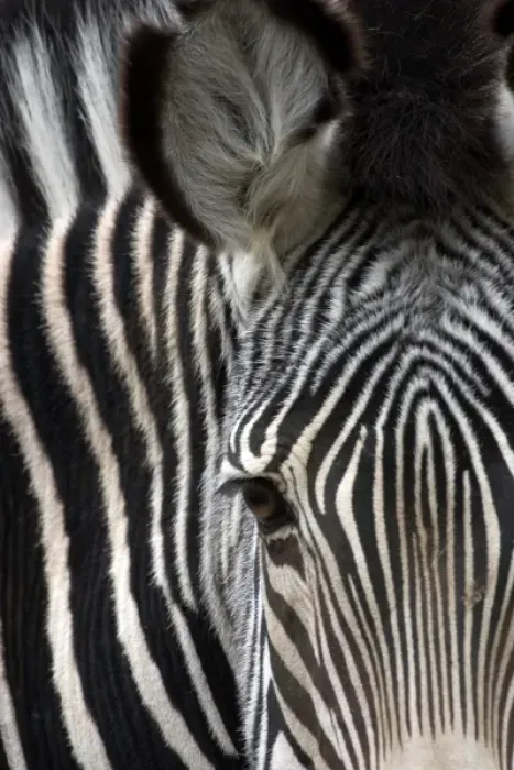 Framed Print : Close-up of a Grevys Zebra at the Sacramento Zoo Framed Print : Close-up of a Grevys Zebra at the Sacramento Zoo