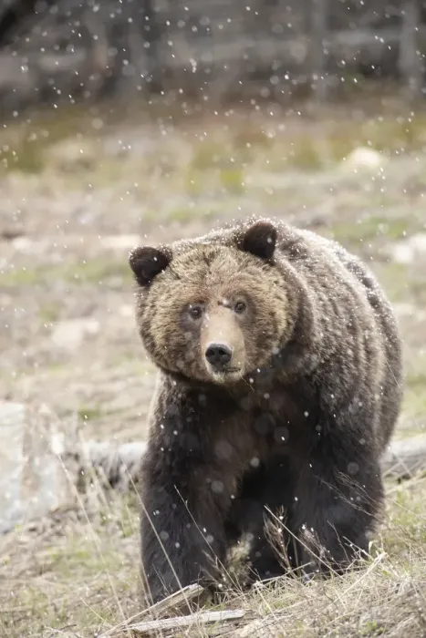 Framed Print : close-up. Grizzly bear sow in spring snowfall. Credit as