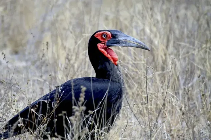 Framed Print : Close-up of a Ground Hornbill, Kruger National Park, South Africa (Bucorvus leadbeateri) Framed Print : Close-up of a Ground Hornbill, Kruger National Park, South Africa (Bucorvus leadbeateri)