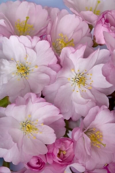 Close-up of a group of cherry blossoms or sakura in springtime