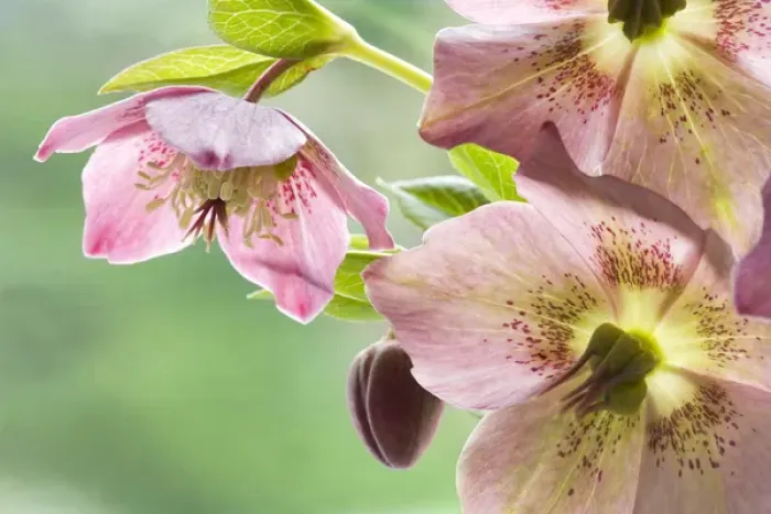 Framed Print : Close-up of hellebore flowers and bud. Credit as: Don Paulson / Jaynes Gallery / DanitaDelimont Framed Print : Close-up of hellebore flowers and bud. Credit as: Don Paulson / Jaynes Gallery / DanitaDelimont