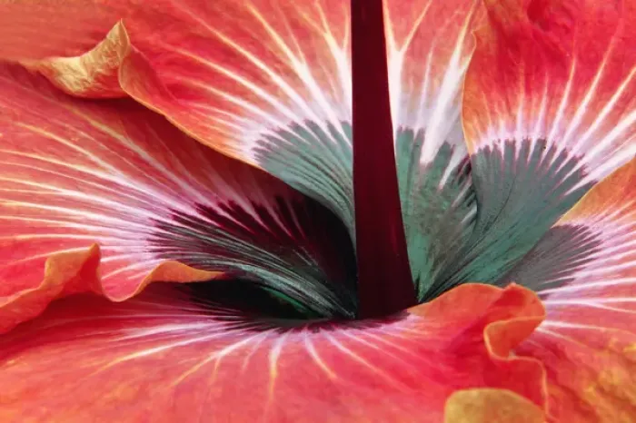 Framed Print : Close-up of hibiscus flower