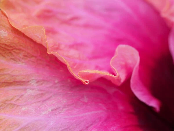 Close-up of a hibiscus flower