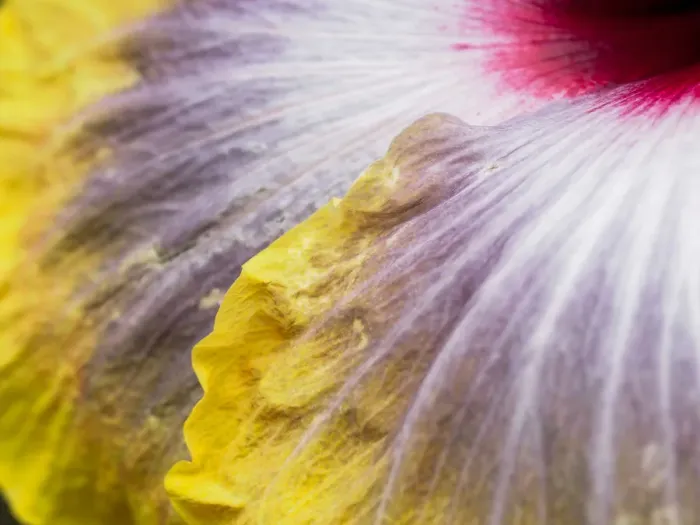 Framed Print : Close-up of a hibiscus flower