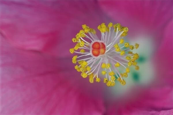 Close-up of Hibiscus flower stamen, Hibiscus rosasinensis