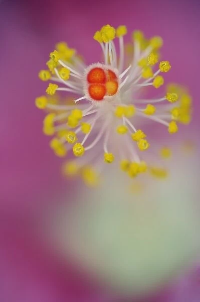 Close-up of Hibiscus flower stamen, Hibiscus rosasinensis