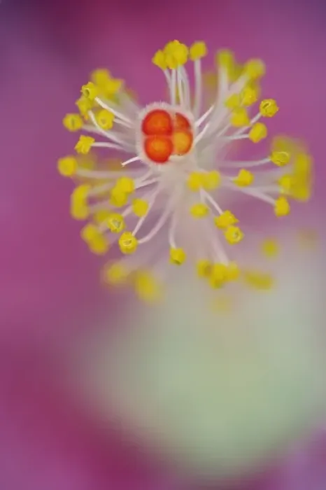 Framed Print : Close-up of Hibiscus flower stamen, Hibiscus rosasinensis Framed Print : Close-up of Hibiscus flower stamen, Hibiscus rosasinensis