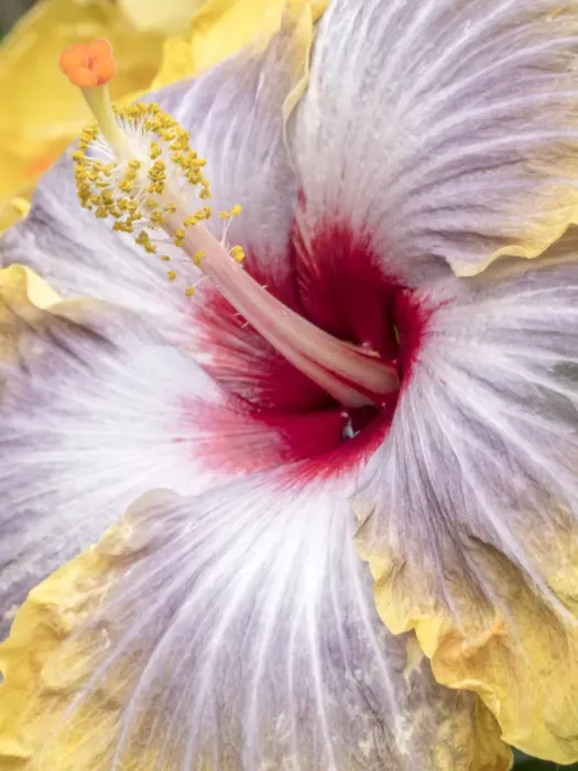 Framed Print : Close-up of the Hibiscus rosa-sinensis Fifth Dimension Framed Print : Close-up of the Hibiscus rosa-sinensis Fifth Dimension