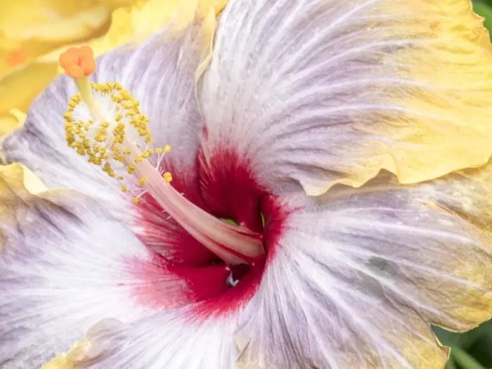 Framed Print : Close-up of the Hibiscus rosa-sinensis Fifth Dimension Framed Print : Close-up of the Hibiscus rosa-sinensis Fifth Dimension