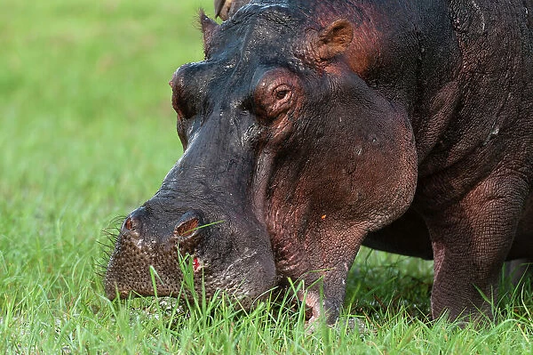 Close-up of a hippopotamus, Hippopotamus amphibius, grazing on a grass. Chobe National Park, Botswana