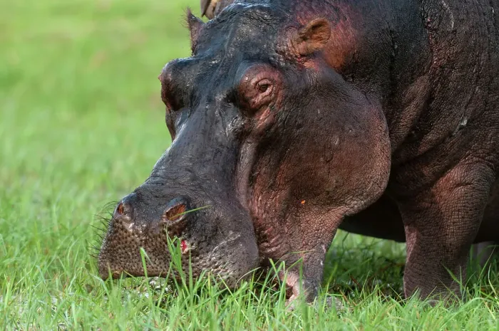 Framed Print : Close-up of a hippopotamus, Hippopotamus amphibius, grazing on a grass. Chobe National Park, Botswana Framed Print : Close-up of a hippopotamus, Hippopotamus amphibius, grazing on a grass. Chobe National Park, Botswana