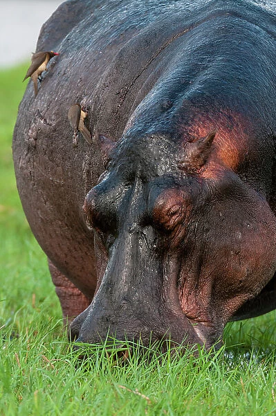 Close-up of a hippopotamus, Hippopotamus amphibius, grazing on a grass island. Chobe River, Chobe National Park, Botswana