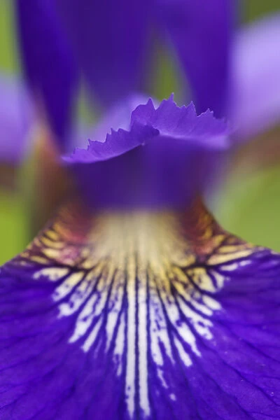 Close-up of hybrid Iris Oconaluftee Visitor Center Great Smoky Mountains N. P. NC