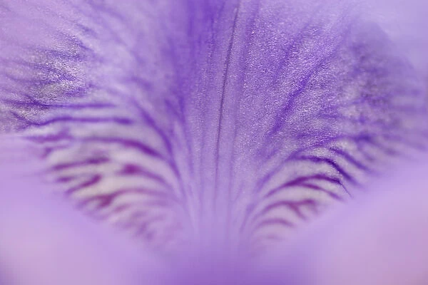 Close-up of hybrid Iris Oconaluftee Visitor Center Great Smoky Mountains N. P. NC