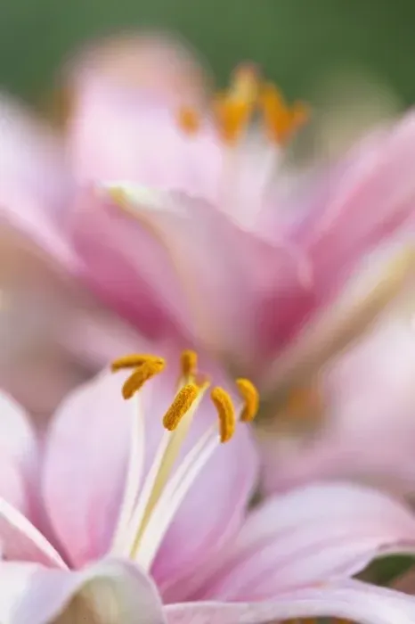 Framed Print : Close-up of hybrid Lily