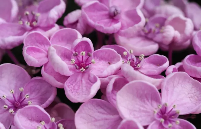 Framed Print : Close-up of a Hydrangea macrophylla Ayesha, lilac pink Framed Print : Close-up of a Hydrangea macrophylla Ayesha, lilac pink