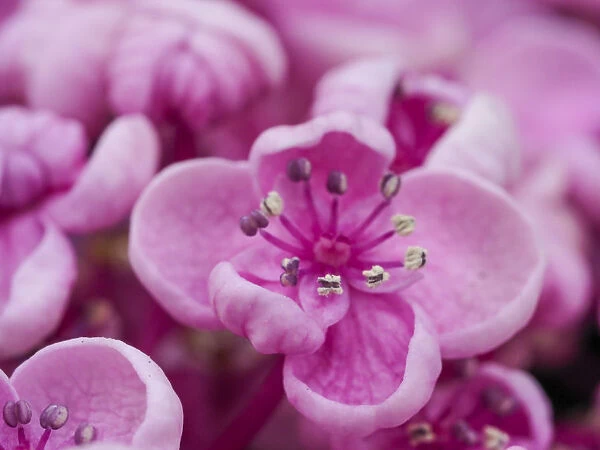 Close-up of a Hydrangea macrophylla Ayesha, lilac pink