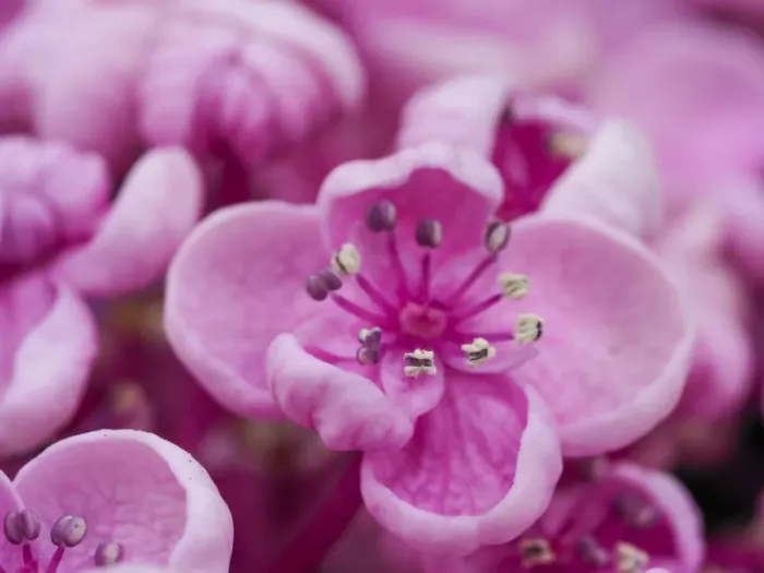 Framed Print : Close-up of a Hydrangea macrophylla Ayesha, lilac pink Framed Print : Close-up of a Hydrangea macrophylla Ayesha, lilac pink