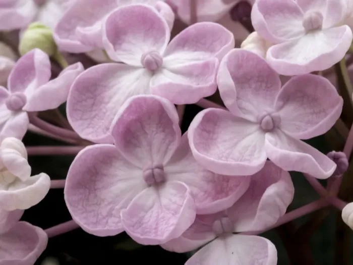 Framed Print : Close-up of a Hydrangea macrophylla Ayesha, lilac pink