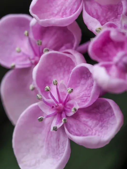 Framed Print : Close-up of a Hydrangea macrophylla Ayesha, lilac pink Framed Print : Close-up of a Hydrangea macrophylla Ayesha, lilac pink