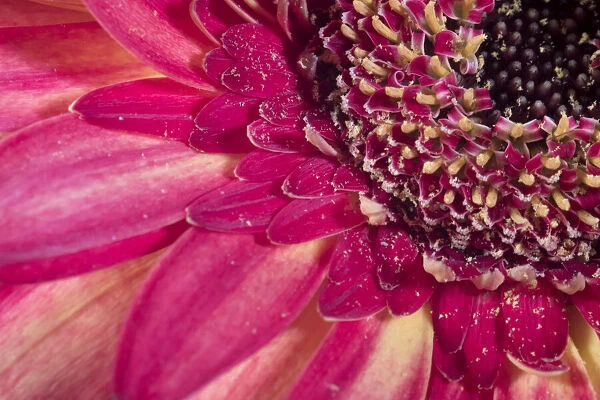 Close-up image of a red Gerber Daisy