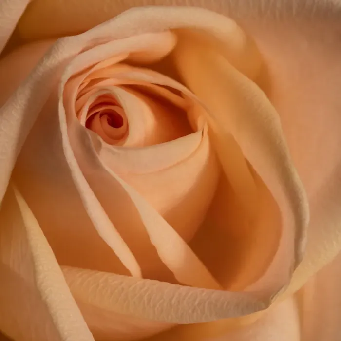 Framed Print : Close-up image of a rose