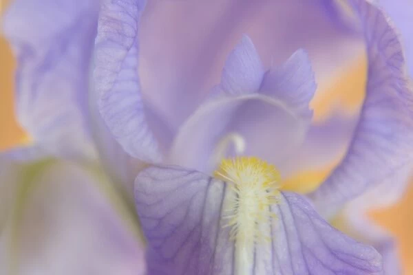 Close-up of iris blossom