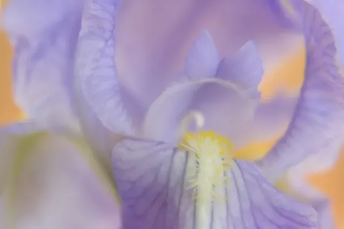 Framed Print : Close-up of iris blossom Framed Print : Close-up of iris blossom