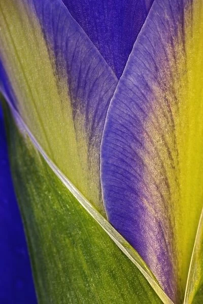 Close-up of Iris blossom