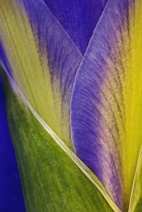 Framed Print : Close-up of Iris blossom Framed Print : Close-up of Iris blossom