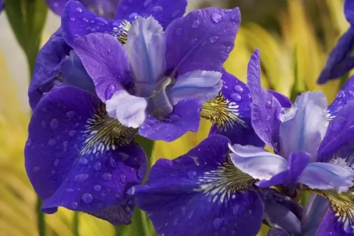 Framed Print : Close-up of iris flowers in garden Framed Print : Close-up of iris flowers in garden