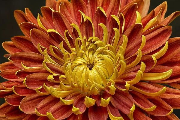 Close-up of a Japanese fall-flowering Kiku or chrysanthemum in orange and yellow
