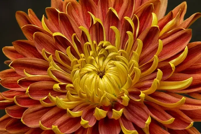 Framed Print : Close-up of a Japanese fall-flowering Kiku or chrysanthemum in orange and yellow Framed Print : Close-up of a Japanese fall-flowering Kiku or chrysanthemum in orange and yellow