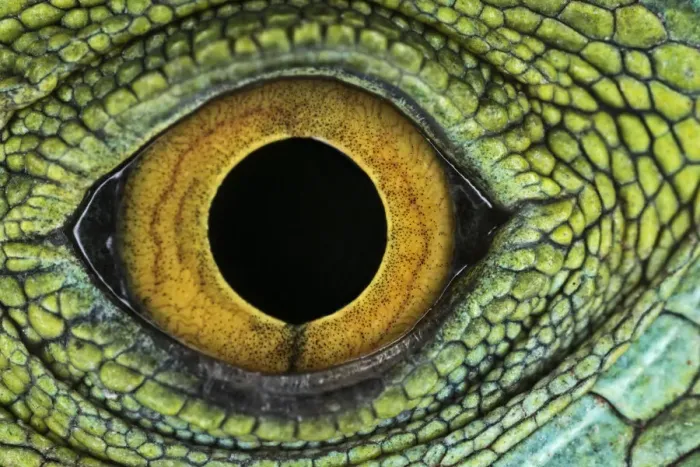 Framed Print : Close-up of Juvenile Green basilisk lizard eye structure Framed Print : Close-up of Juvenile Green basilisk lizard eye structure