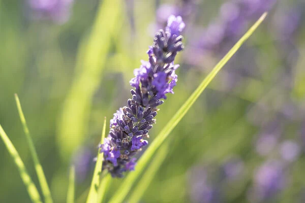 Close-up of lavender blooms in Valensole Plain, Provence, Southern France